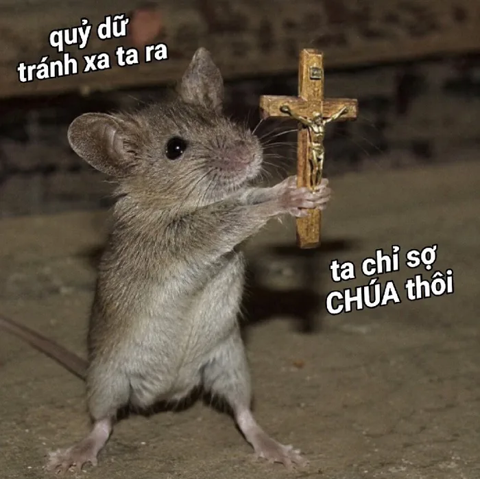 145+ Meme Chuột Cầm Thánh Giá ảnh chế bựa điên!