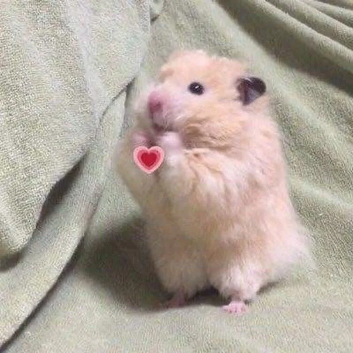 Tuyển tập meme chuột Hamster hài hước, đáng yêu và cực kỳ dễ thương