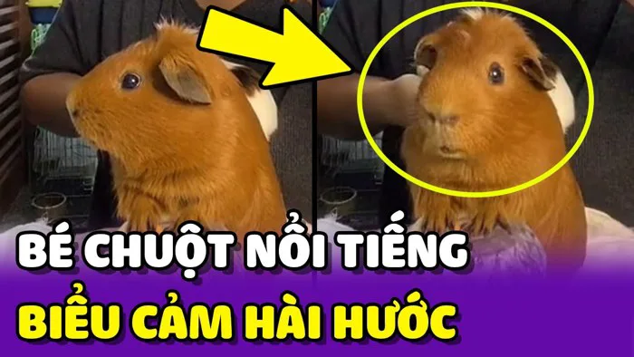 Chú chuột có biểu cảm HÀI HƯỚC và NỔI TIẾNG nhất trên TikTok 😍 | Yêu Lu  Official