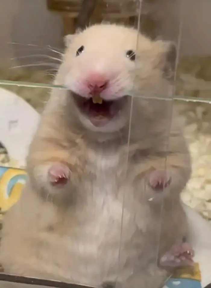 Cười xỉu với loạt 50+ Meme Chuột Cười chế bá đạo, biểu cảm siêu vui khó đỡ  nhất