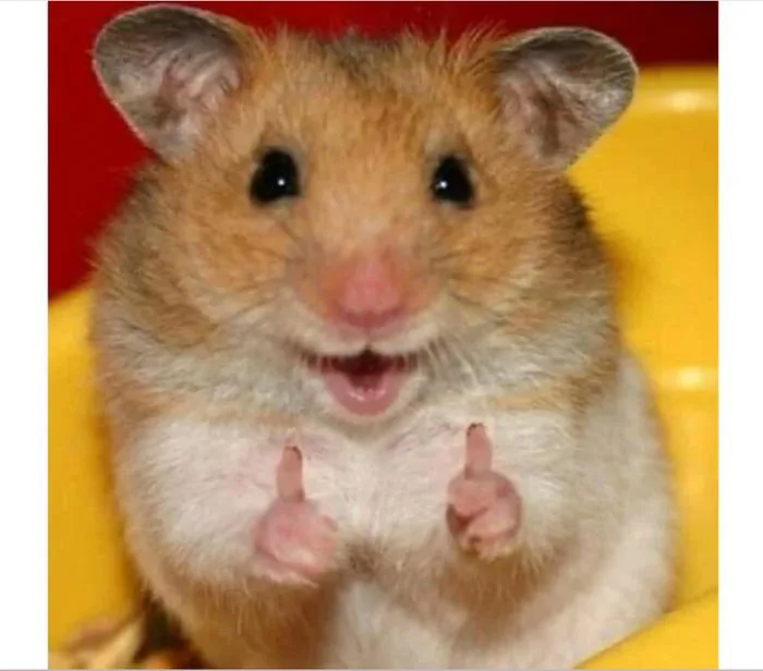 Tải ngay những tấm ảnh meme hamster cực dễ thương