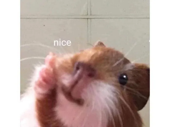 Tải ngay những tấm ảnh meme hamster cực dễ thương