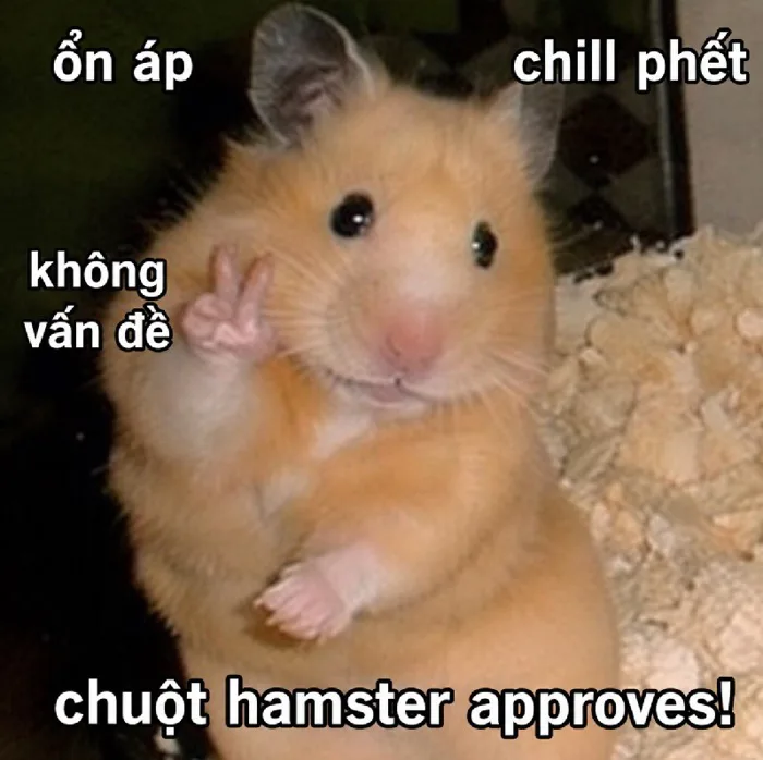 Full ảnh chuột hamster meme cute - Nhìn là mê tít luôn
