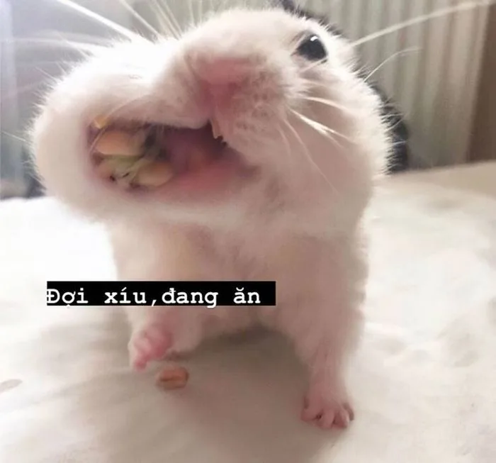 Meme dạ | Chuột hamster hài hước, Tôi, Tường