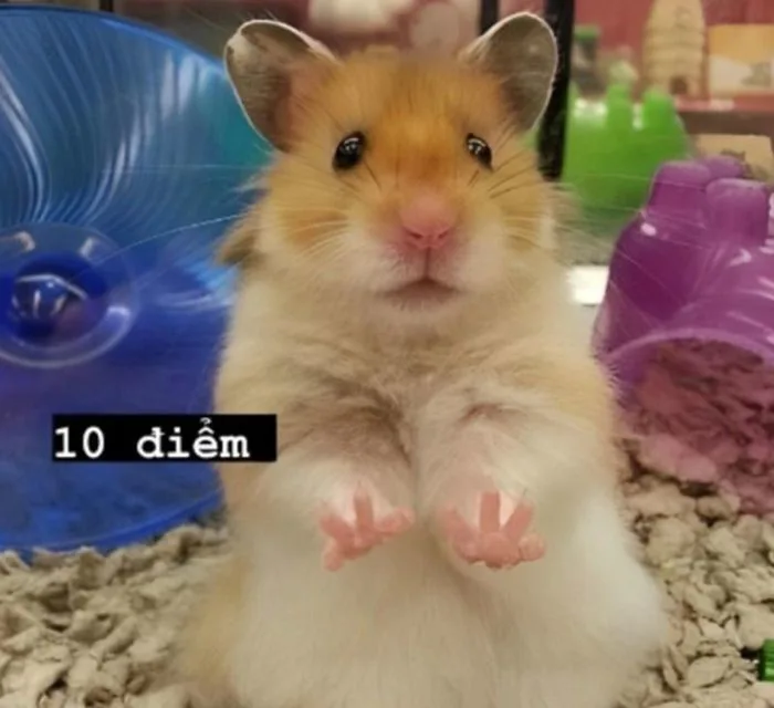 Bộ Sưu Tập 199+ Hình Ảnh Meme Chuột Hóm Hỉnh, Hài Hước