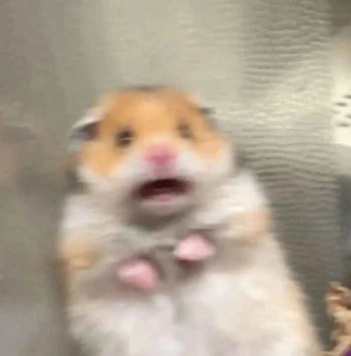 2446+ Hamster Meme Cực Hài Với Biểu Cảm Bá Đạo