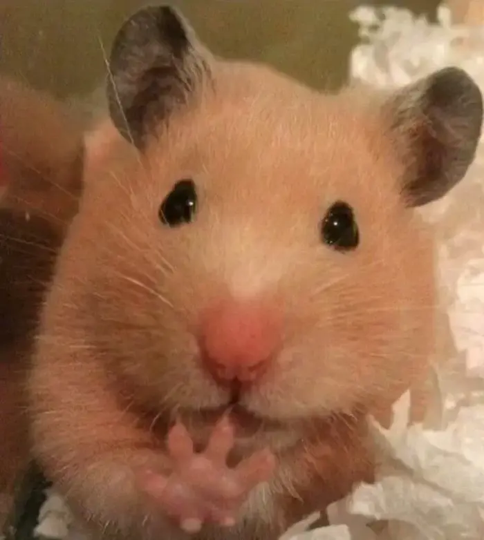 Khám phá bộ sưu tập meme ảnh chuột hamster hài hước