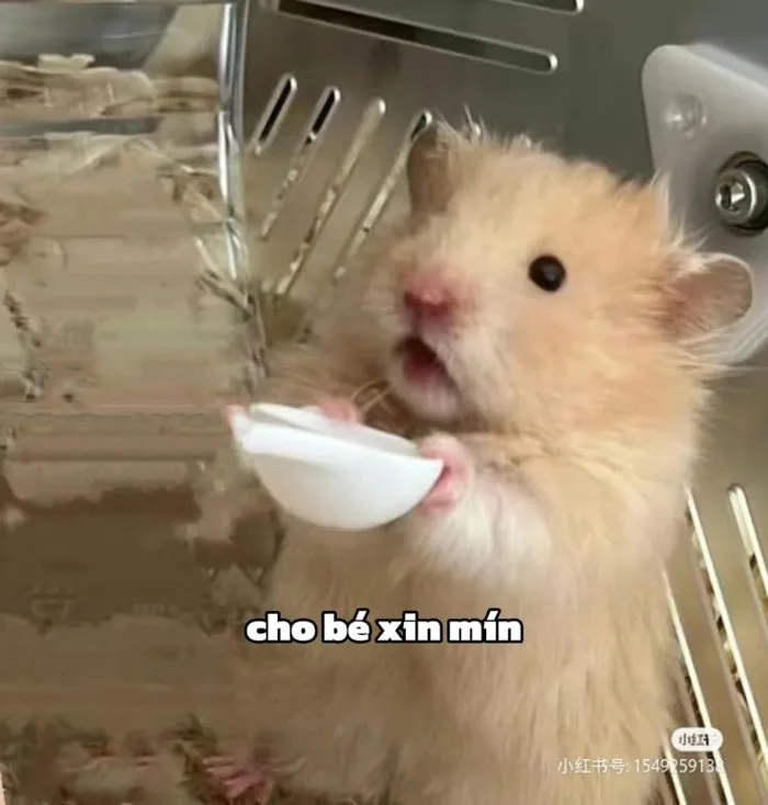 Ăn xin | Meme ăn, Chuột hamster cute, Động vật hài hước