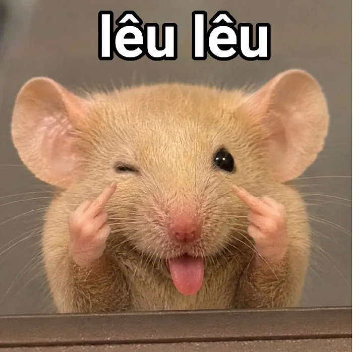 Top meme chuột lêu lêu - Ảnh chế chọc ghẹo siêu lầy lội