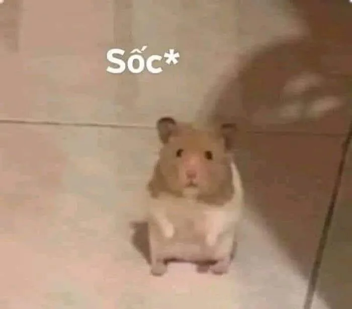 Meme Chuột Hamster – TVMeme