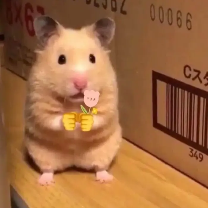 TOP 101+ Meme Hamster Say Hi Viral Khiến Dân Mạng Phát Cuồng