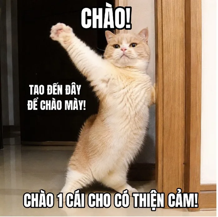 145+ Meme Mèo Chào cute đáng yêu nhìn là mê mệt!
