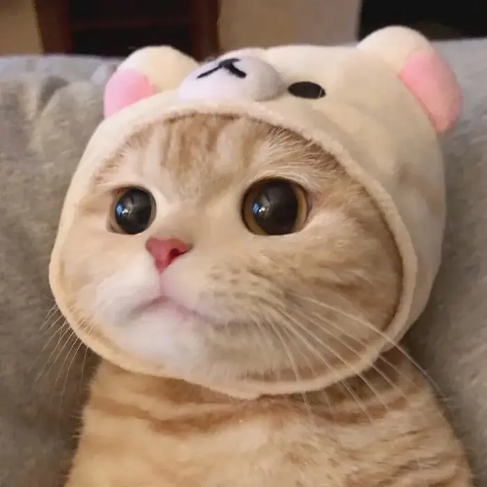 Tải ngay meme mèo hài hước để troll bạn bè cực vui