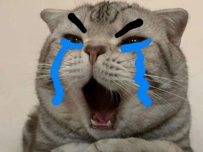 Tổng hợp 101+ ảnh meme mèo bựa, hài hước và đáng yêu