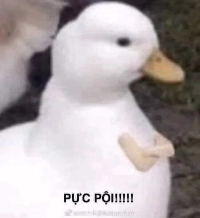 TOP 50+ ảnh vịt meme Psyduck cực hài hước, bá đạo và cute | Yody