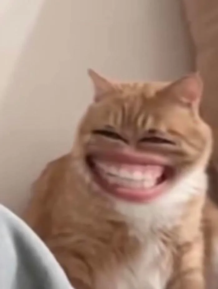 Mặt hài hước | Cười nhe răng, Cười haha, Meme mèo bựa