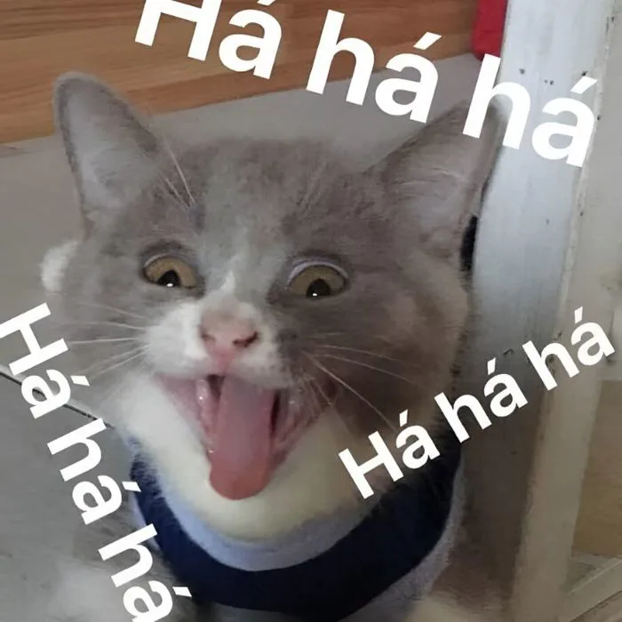 110+ ảnh meme cười đểu giả trân vô cùng hài hước