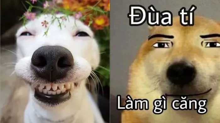 TOP 1000 Meme Cười Vui Nhộn, Siêu Bựa Mới Nhất 2026