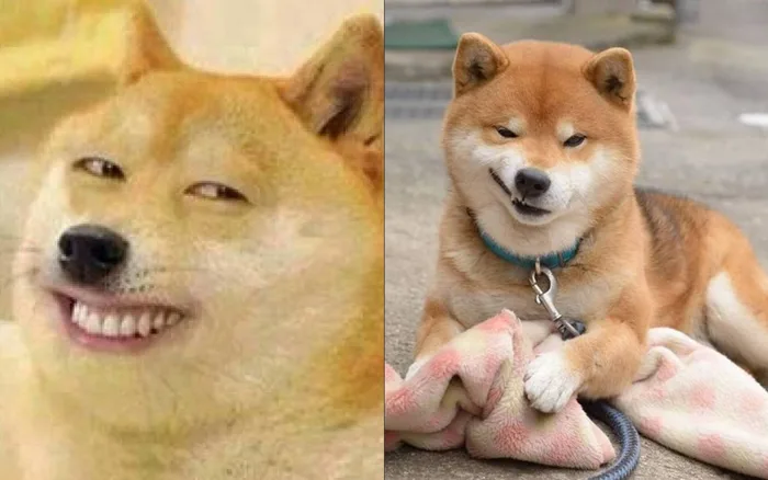 Tổng hợp 100+ ảnh meme cười đểu, hài hước đủ mọi sắc thái