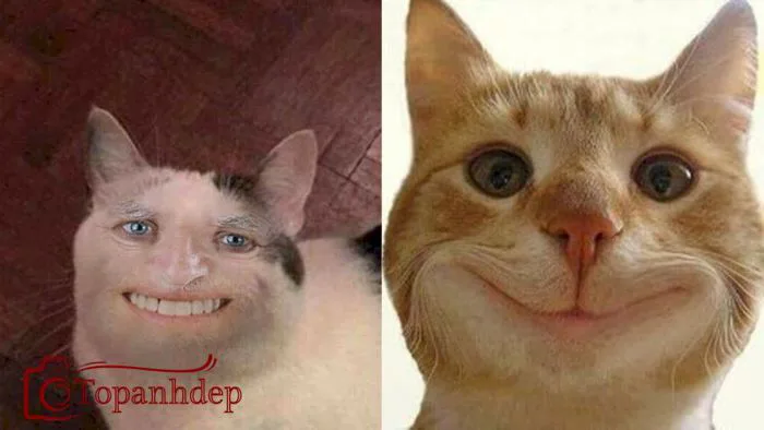 Tổng hợp 20+ meme cười đểu đầy hài hước của thế giới mạng – topanhdep.com