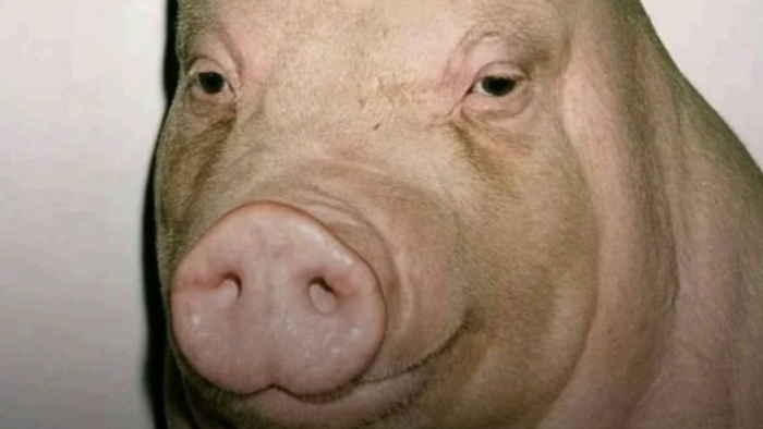 Fade Pig / Buzz Cut Pig | Know Your Meme
