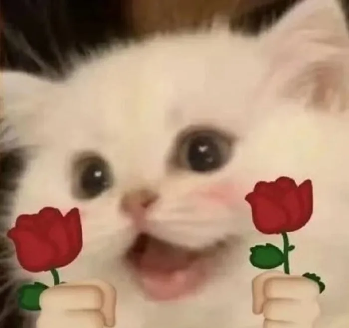 Gợi ý các mẫu meme yêu thương đáng yêu, hài hước giúp bạn truyền tải tình  cảm hiệu quả