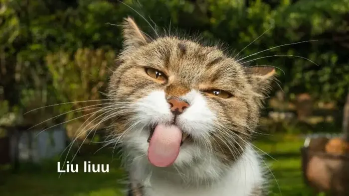 Xem ngay loạt ảnh meme cute khiến dân mạng phát cuồng
