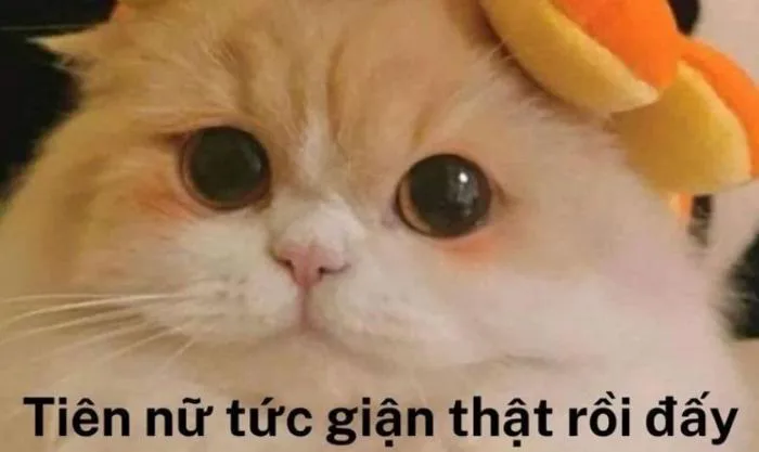 10.000+ ảnh Meme hài bựa, vô tri, cute miễn phí
