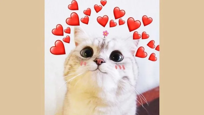 Phì cười với hàng loạt meme cute, ấn tượng thuộc nhiều chủ đề đang viral  khắp cõi mạng