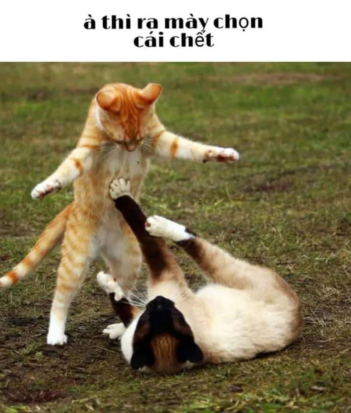 meme-danh-nhau-1