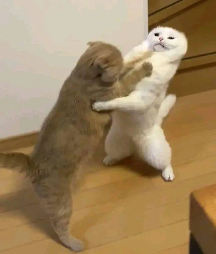 195+ Meme Đánh Nhau Hài Hước Với Những Pha Cực Khó Đỡ - Ảnh 4K Full HD -  Chia Sẻ Ảnh Đẹp Full 4K