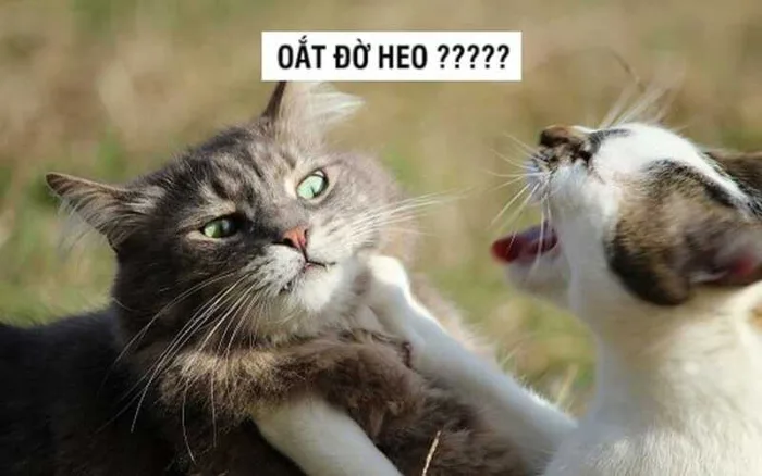 Bộ sưu tập meme đánh nhau, meme mèo đánh nhau hài hước, vui nhộn