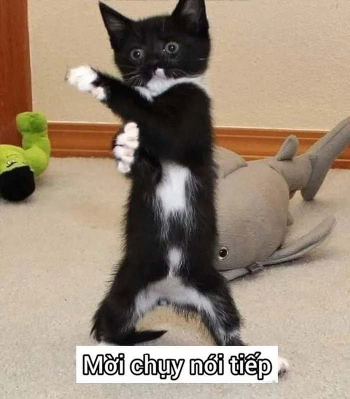 Meme Mèo Đánh Nhau Bựa [39+ Hình Chế Hài Hước Nhất]