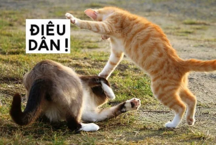 Bộ sưu tập meme đánh nhau, meme mèo đánh nhau hài hước, vui nhộn