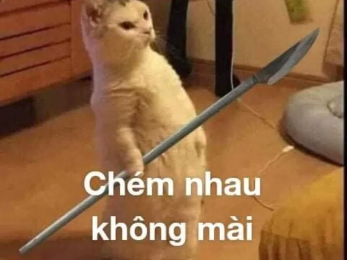 Bộ sưu tập meme đánh nhau, meme mèo đánh nhau hài hước, vui nhộn