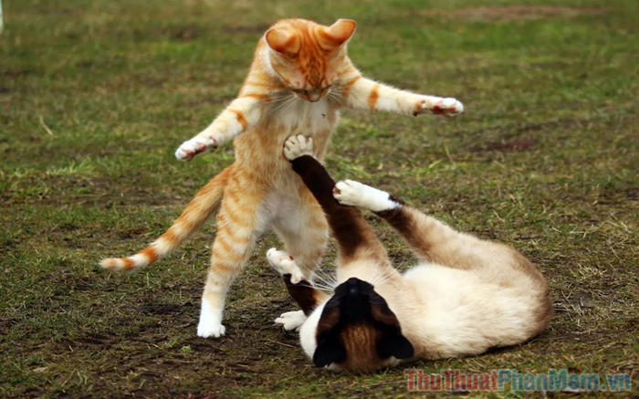 Meme đánh nhau vui vẻ và hài hước tổng hợp