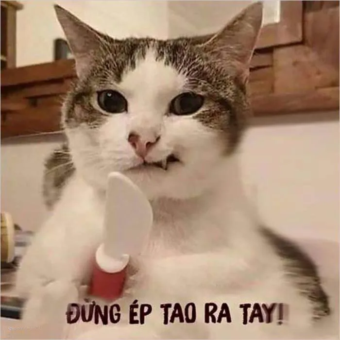 Tổng hợp những meme đánh nhau vui nhộn và đầy hài hước, mang đến tiếng cười  thư giãn cho mọi người.