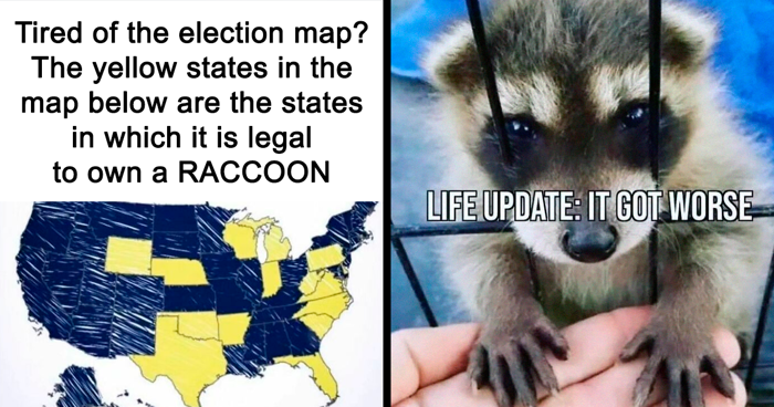 25 Dark Humour Raccoon Memes That The Internet Is Obsessed With | Demilked