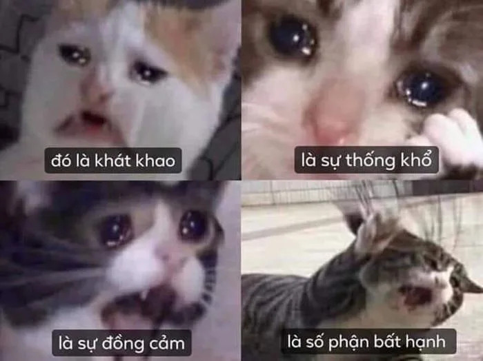 4 chú mèo khóc thể hiện sự khát khao, thống khổ, đồng cảm – TVMeme
