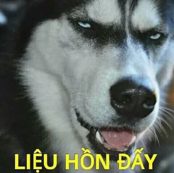 Tình yêu vốn dĩ đầy tổn thương và đau khổ | Chó ngáo, Hài hước về