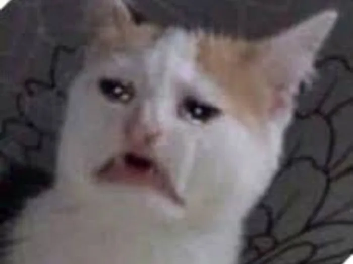 Top ảnh Meme mèo khóc hài hước, dễ thương, độc đáo