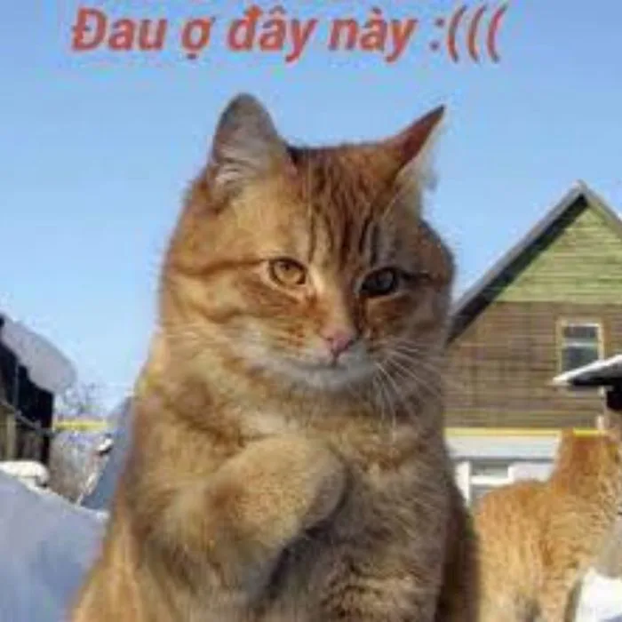 Trọn bộ 50 meme Đau Ở Đây Này HÀI HƯỚC, GÂY BÃO | Yody