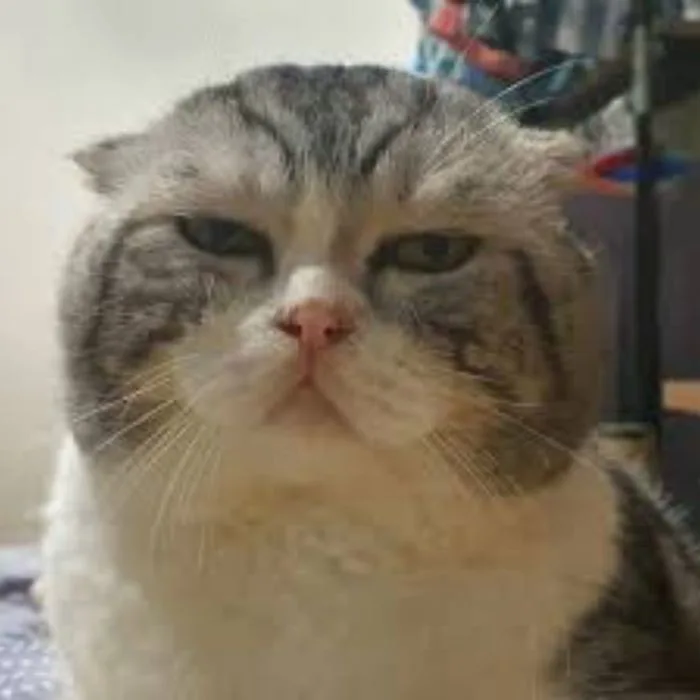 Trọn bộ 50 meme Đau Ở Đây Này HÀI HƯỚC, GÂY BÃO | Yody