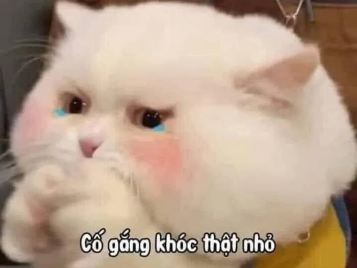 Top ảnh Meme mèo khóc hài hước, dễ thương, độc đáo