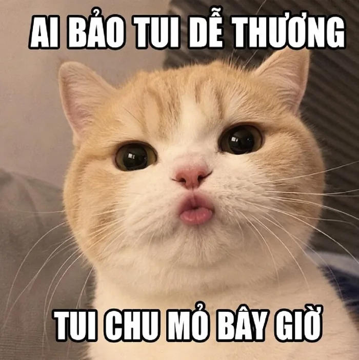 101+ Meme mèo chu mỏ, mèo ỏ đốn tim vì quá cute