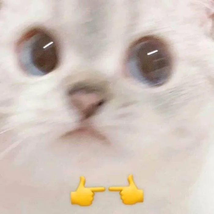 Lưu Ngay 1001+ Ảnh Meme Mèo Cute KHÔNG LỐI THOÁT | Yody
