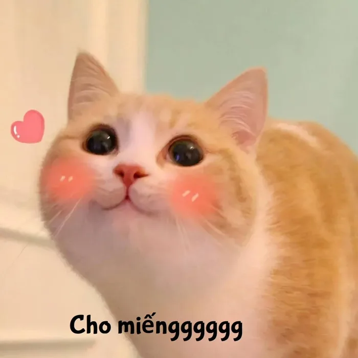 Tổng hợp ảnh meme cute có chữ và hot nhất trên mạng xã hội