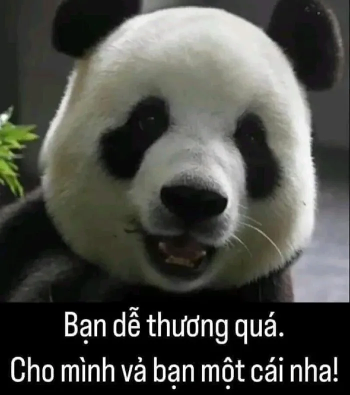 Tổng hợp ảnh meme cute có chữ và hot nhất trên mạng xã hội