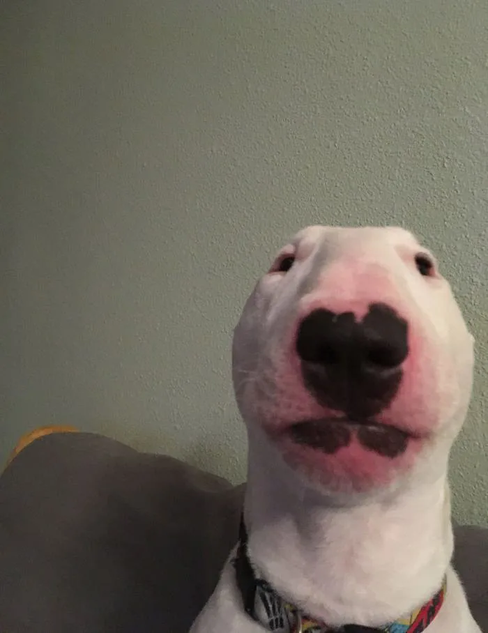 meme-dog-1