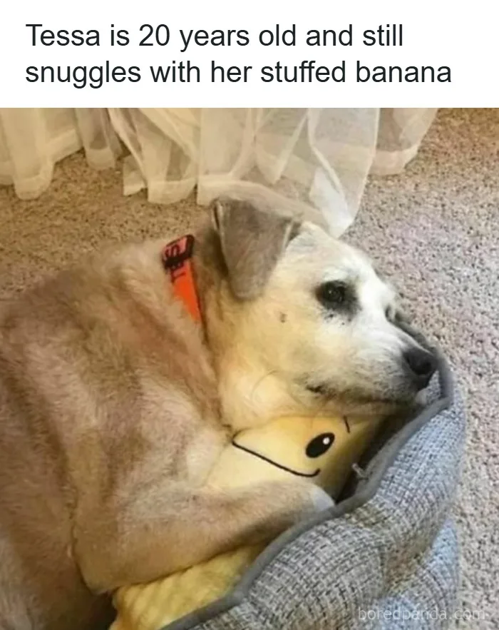 50 Adorable Dog Memes To Warm Your Heart And Make You Laugh | Bored Panda